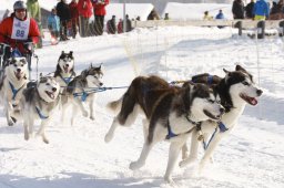 Lenk 2012 SM